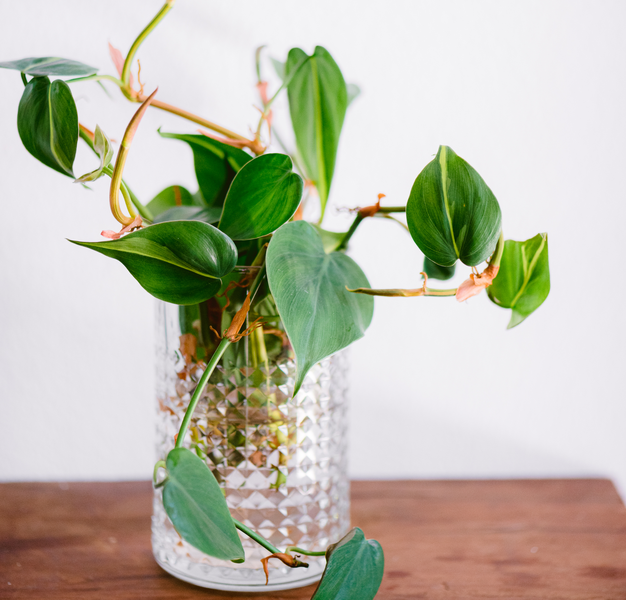 Heart-leaf philodendron